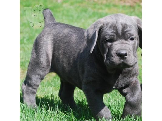 PoulaTo: Cane Corso BLUE καθαρόαιμα